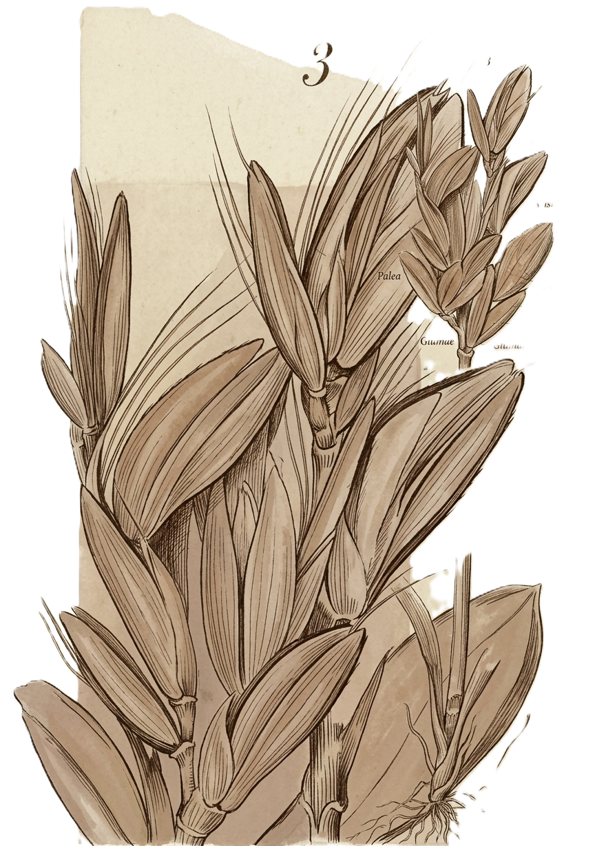 Botanical Illustration
