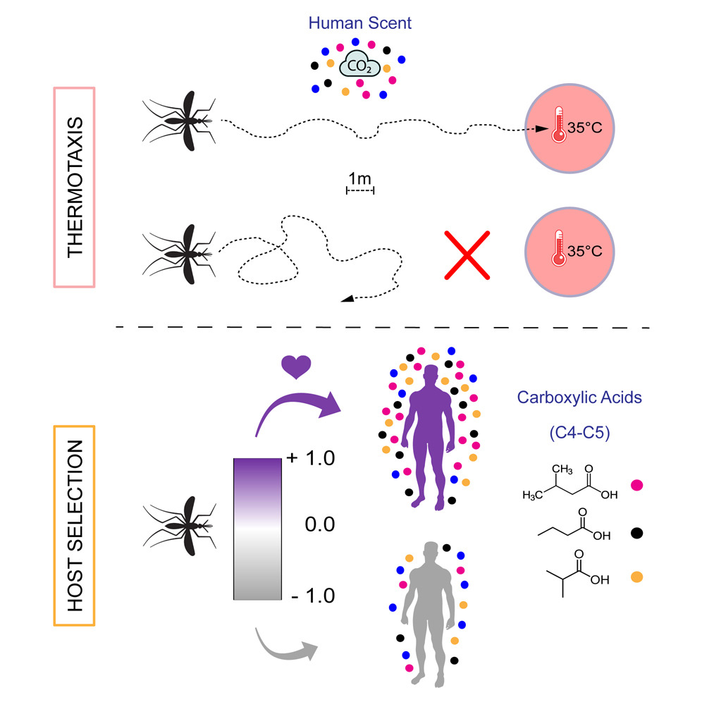 图片来源：Human scent guides mosquito thermotaxis and host selection under naturalistic conditions