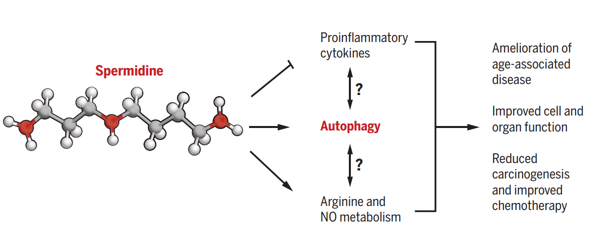 亚精胺抗衰老机制