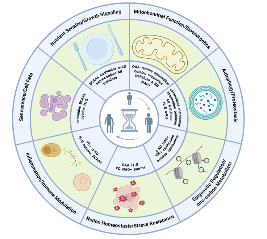 这些代谢物都是针对衰老的7大机制发挥作用（参考资料[1]）