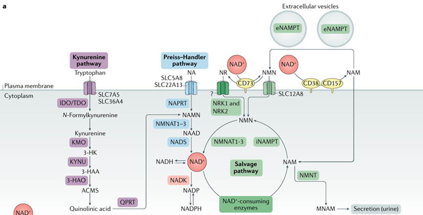 烟酰胺腺嘌呤二核苷酸（NAD+） 三条生物合成途径（参考资料[2]）