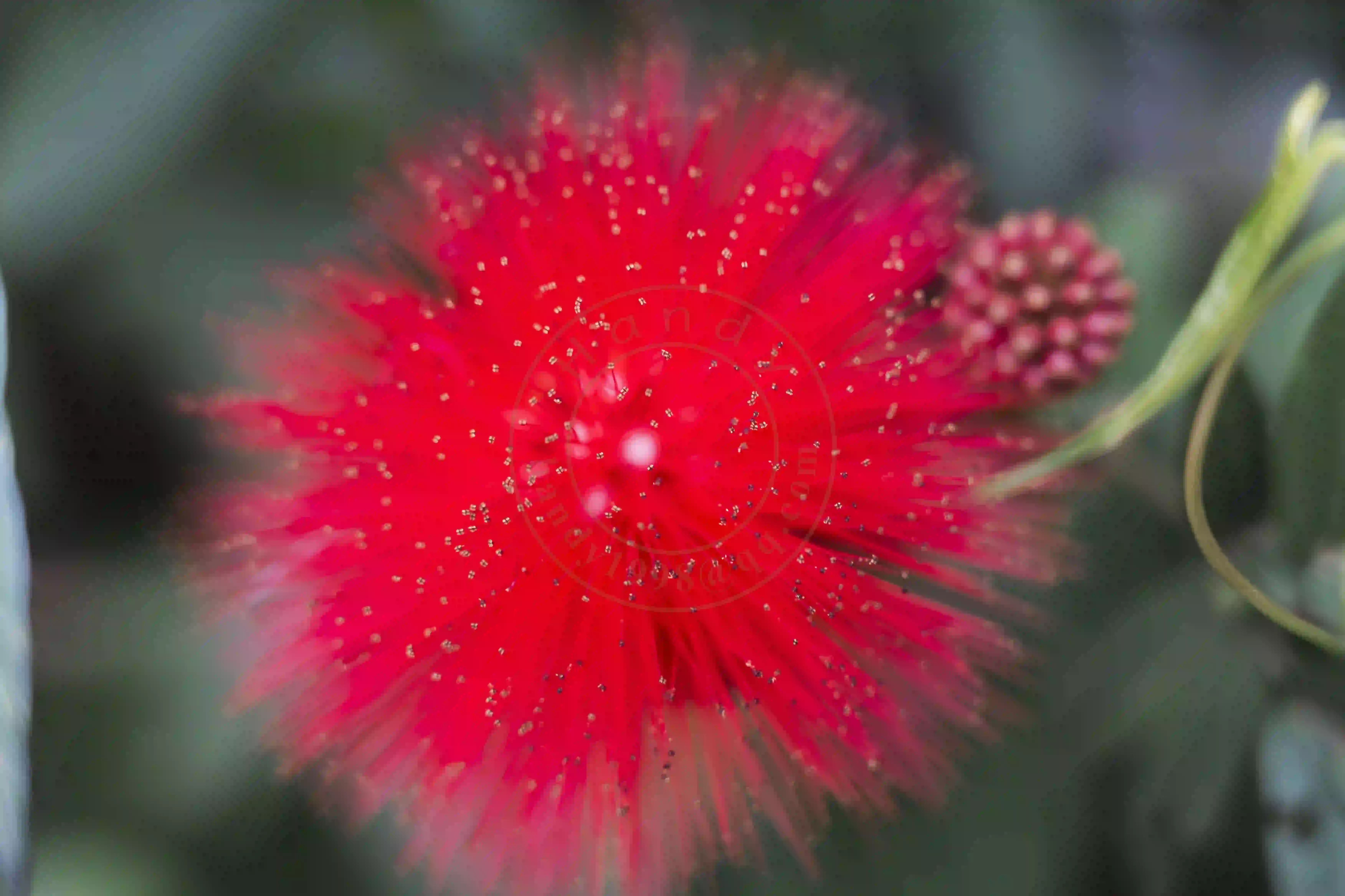 <h2 class='text-xl text-white'>一种花</h2>山里都是，不知其名