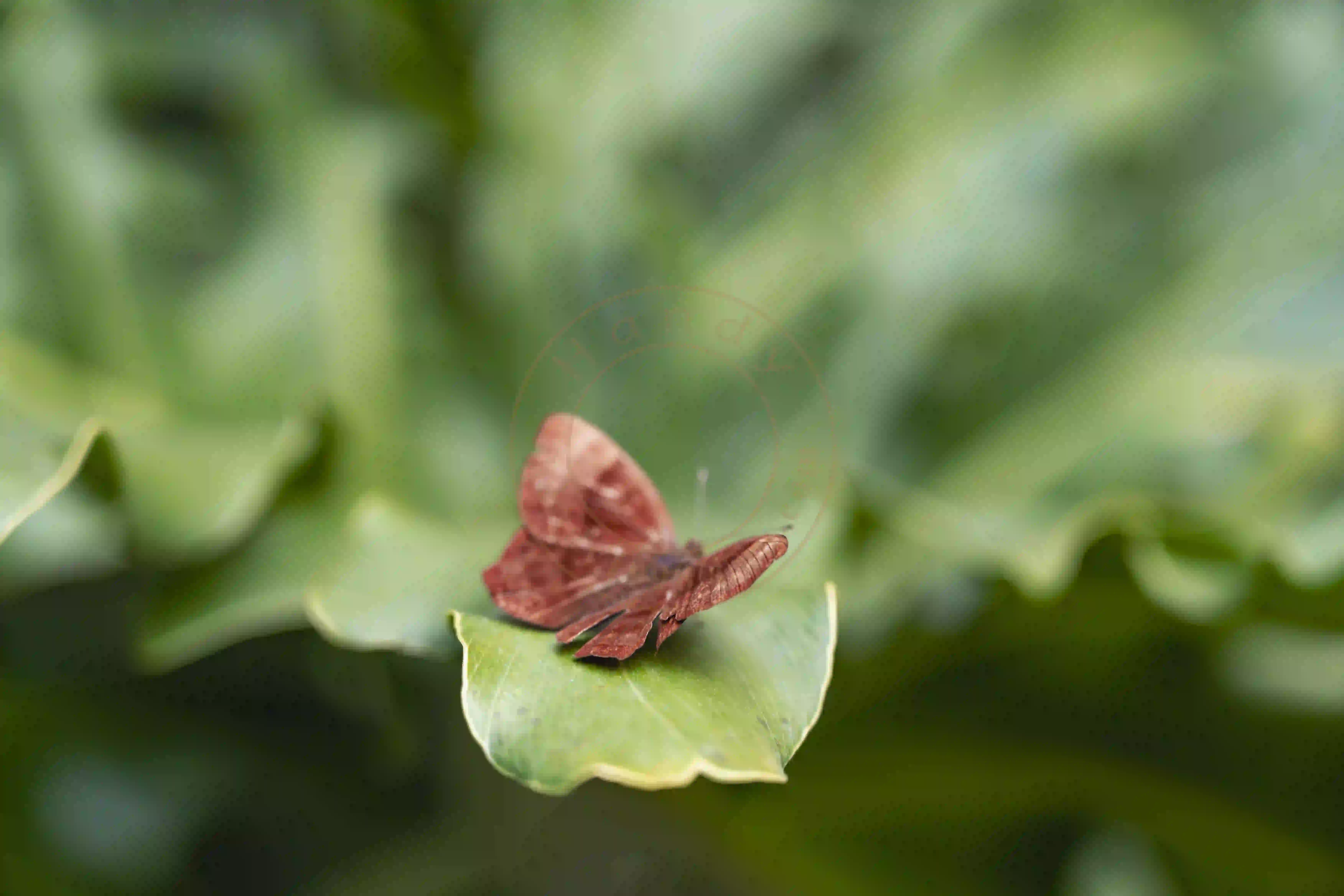 <h2 class='text-xl text-white'>梅花谷里的蝴蝶</h2>这个季节，南方的冬天，不冷