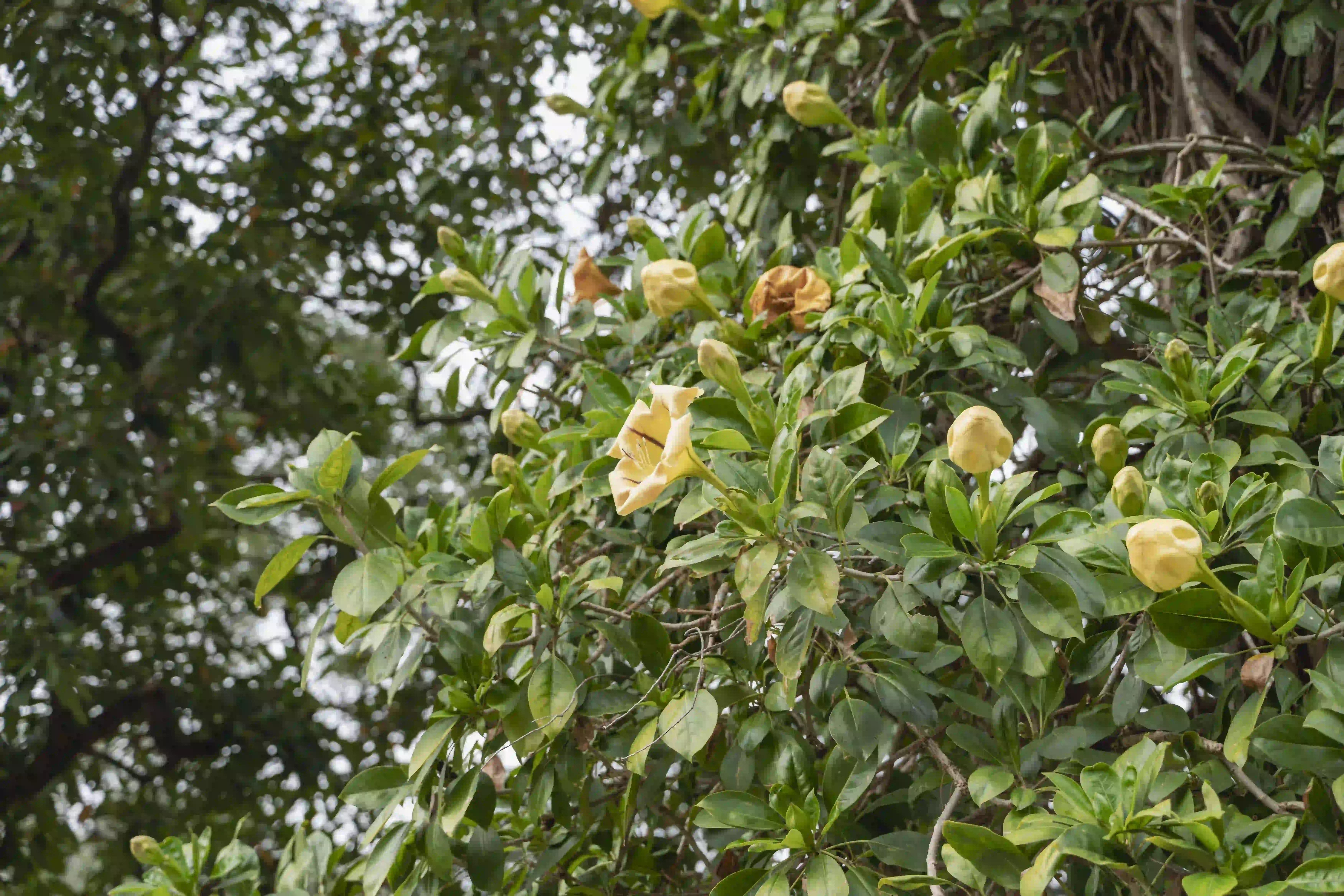 <h2 class='text-xl text-white'>有花在开</h2>这里应该是桃花岛的位置，忘记看花的名字了