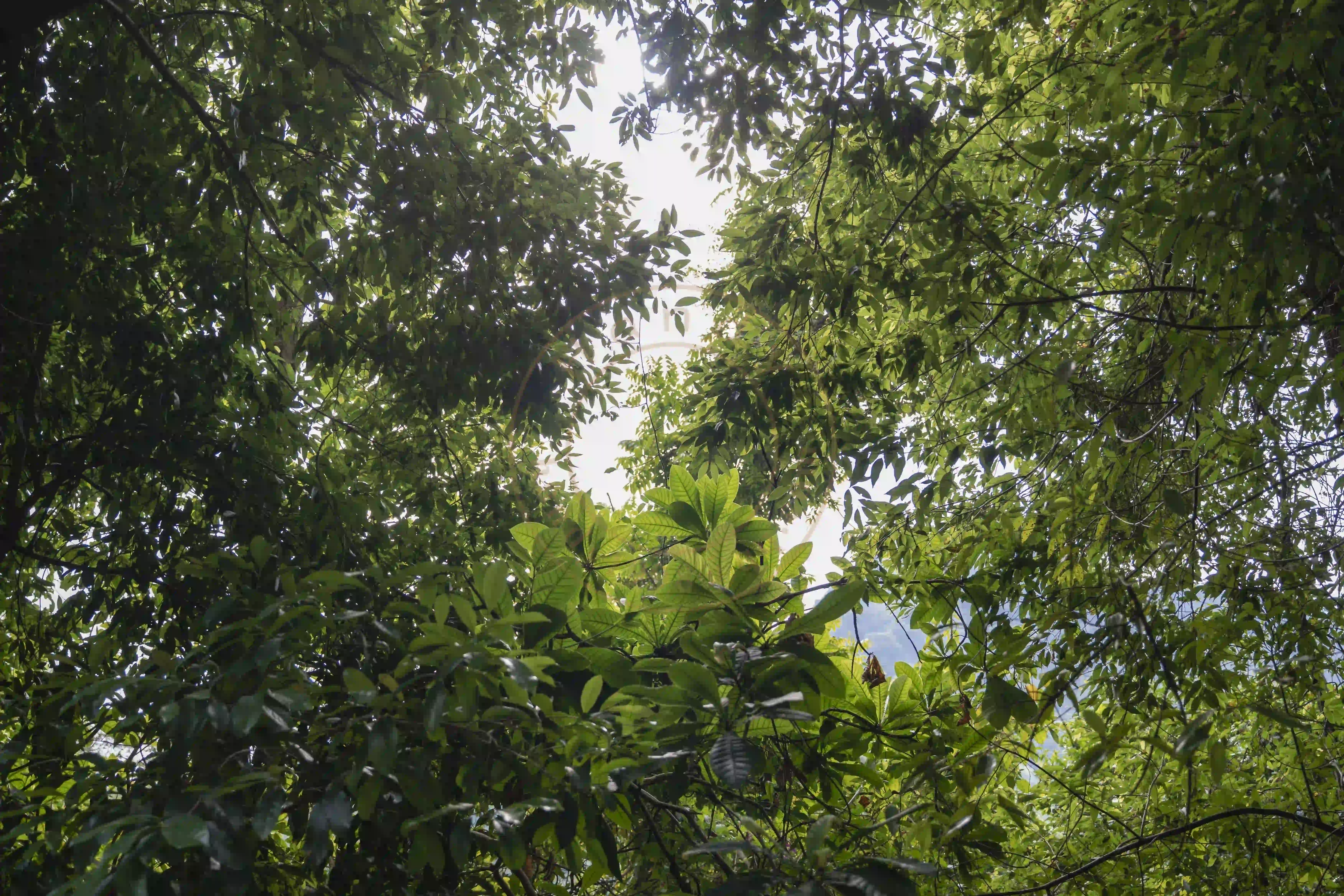 <h2 class='text-xl text-white'>下山途中，偶有阳光照射，绿意天堂</h2>End of 2025, heaven of green