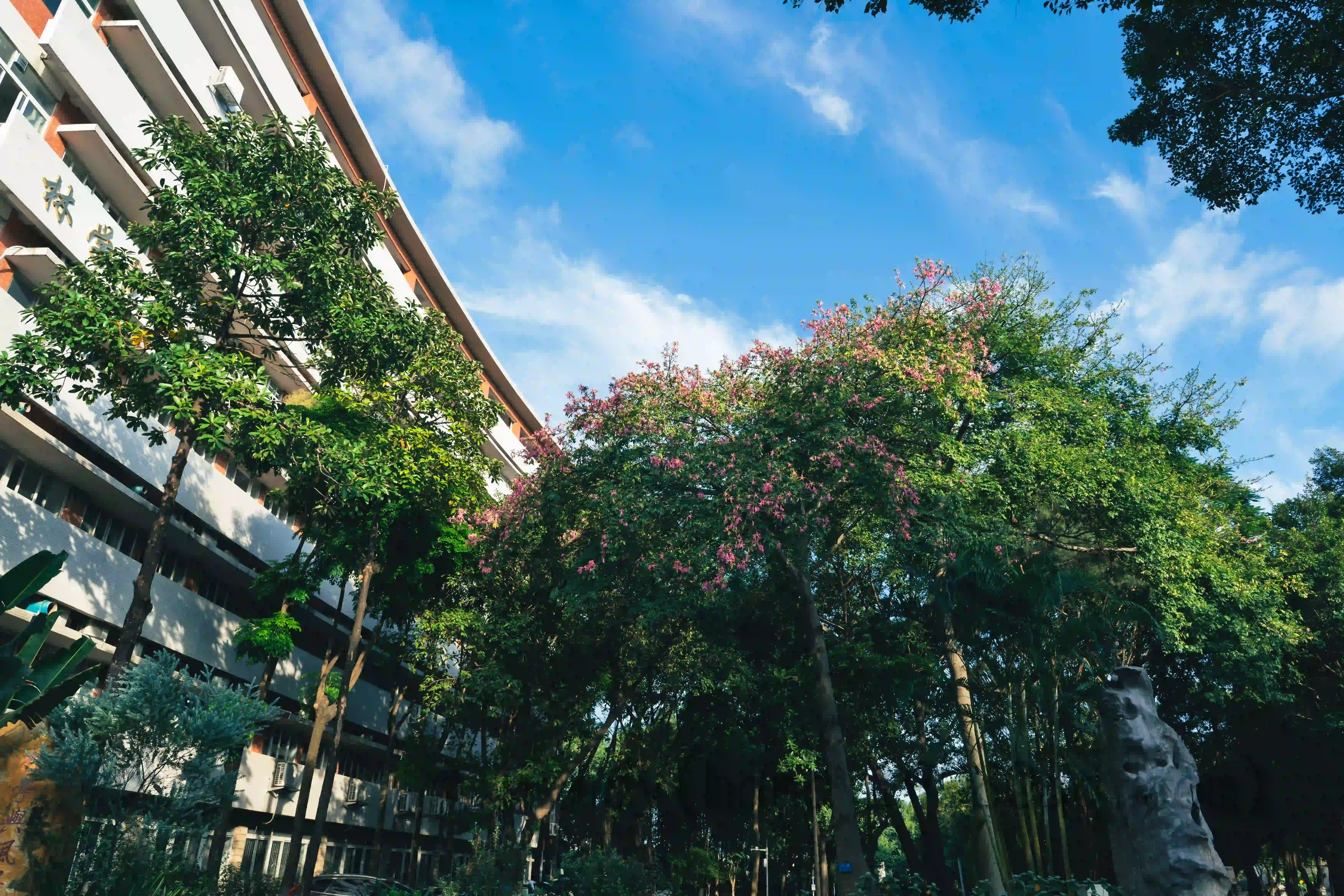 <h2 class='text-xl text-white'>学院门口的树</h2>