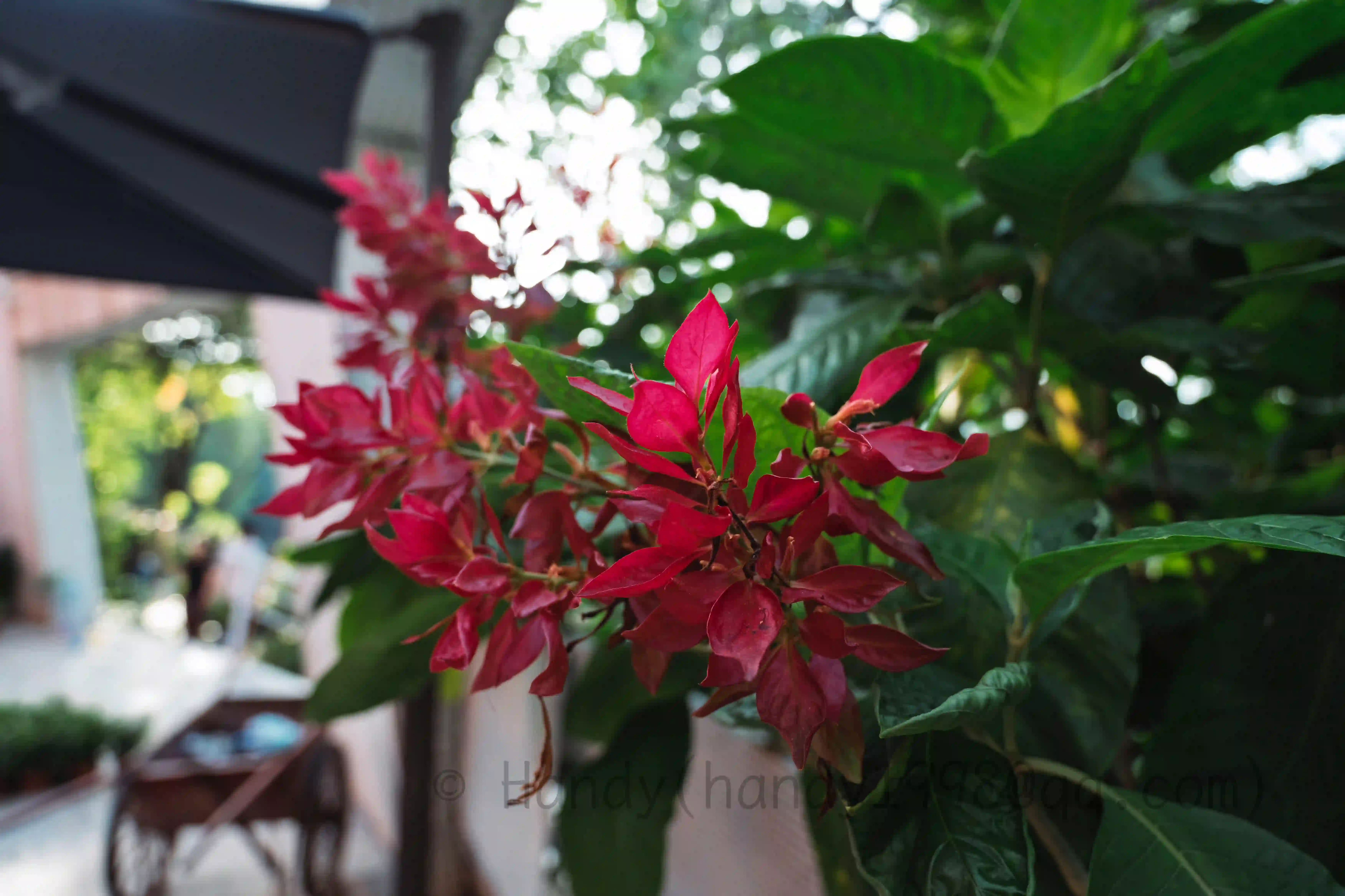 <h2 class='text-xl text-white'>学院旁的花</h2>暂时不知道什么名字