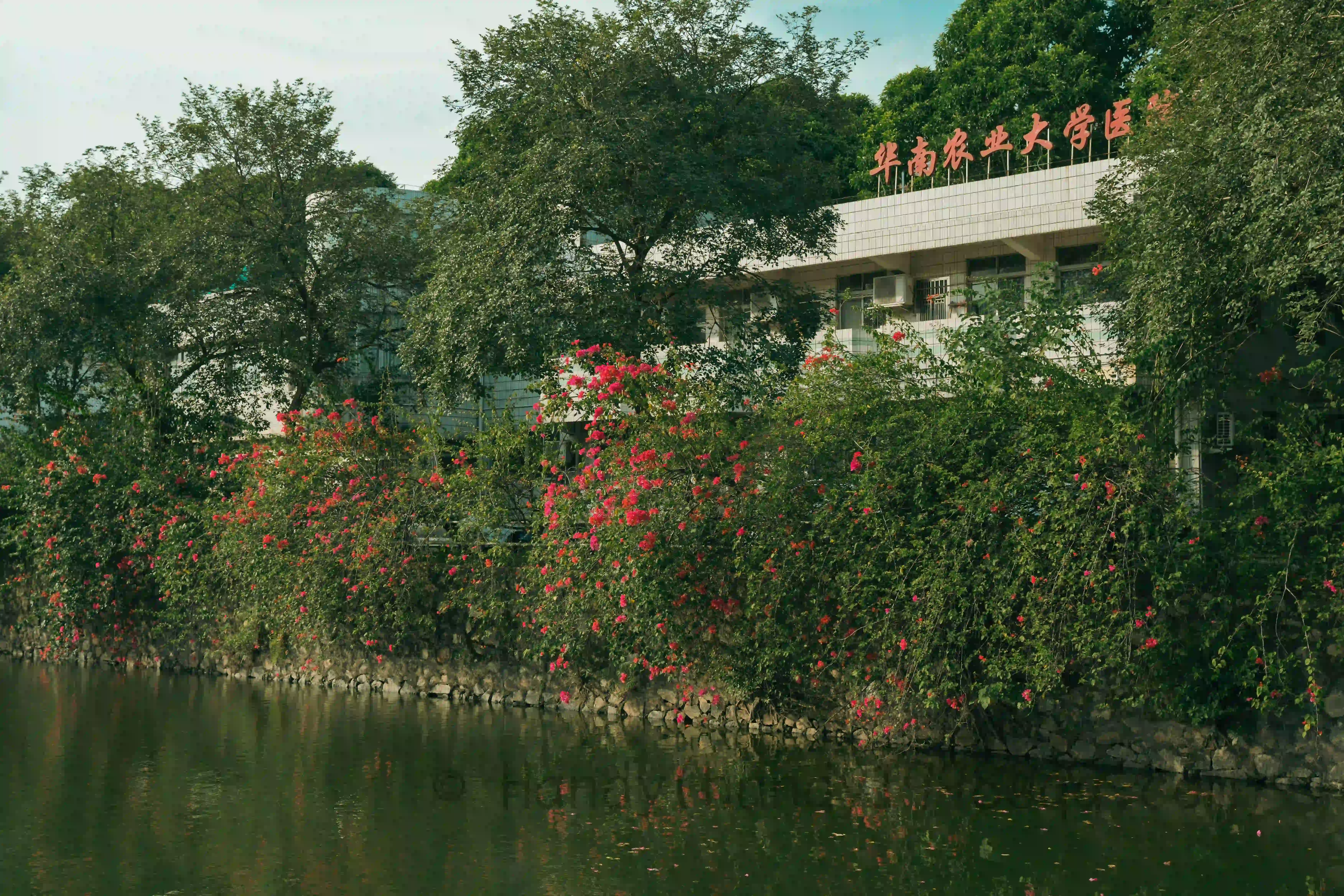 <h2 class='text-xl text-white'>华农医院</h2>看完第一场之后闲逛，还骑上了校园小电驴，1 块钱十分钟