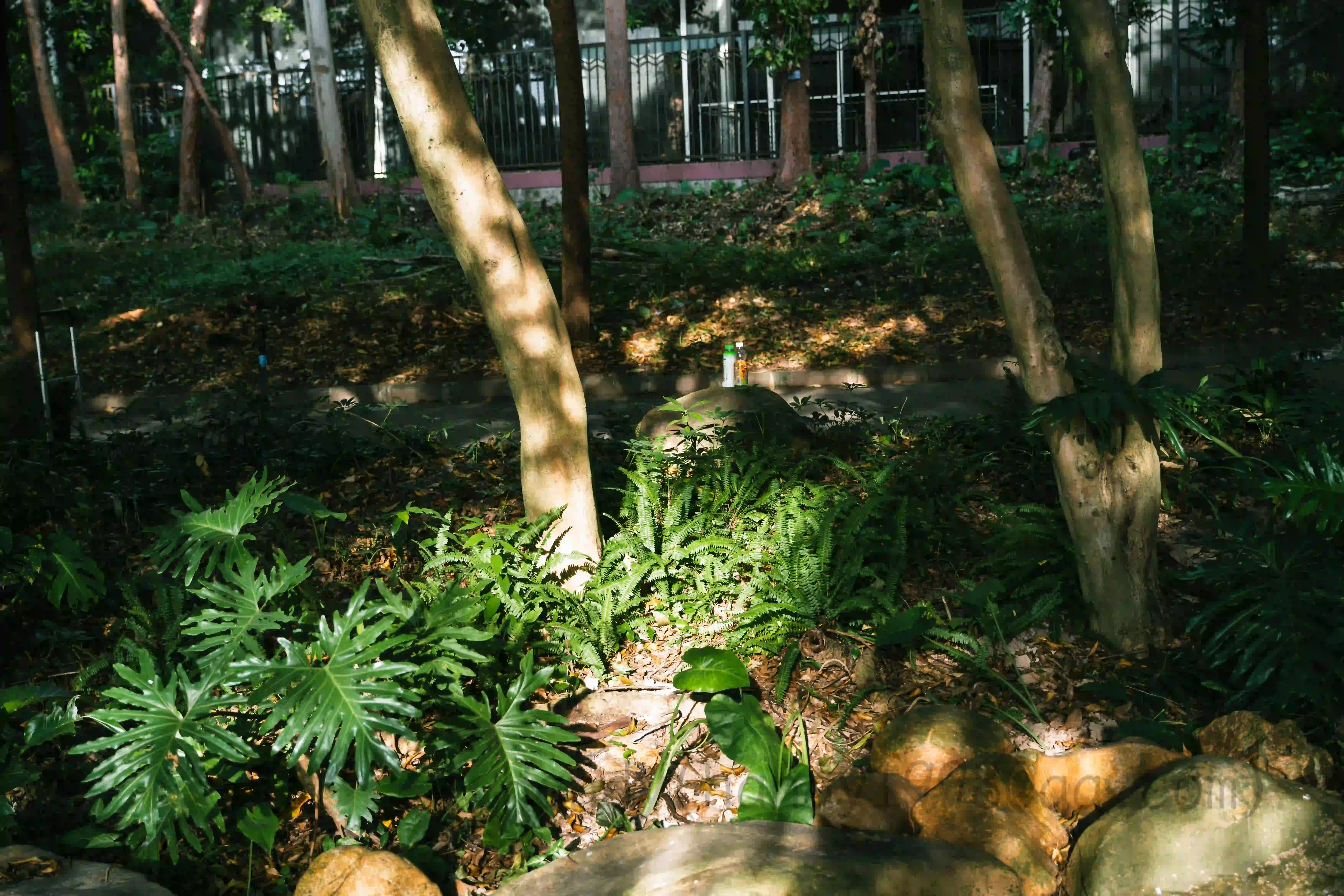 <h2 class='text-xl text-white'>风景园林学院的小径</h2>光影趣味，还有俩饮料瓶