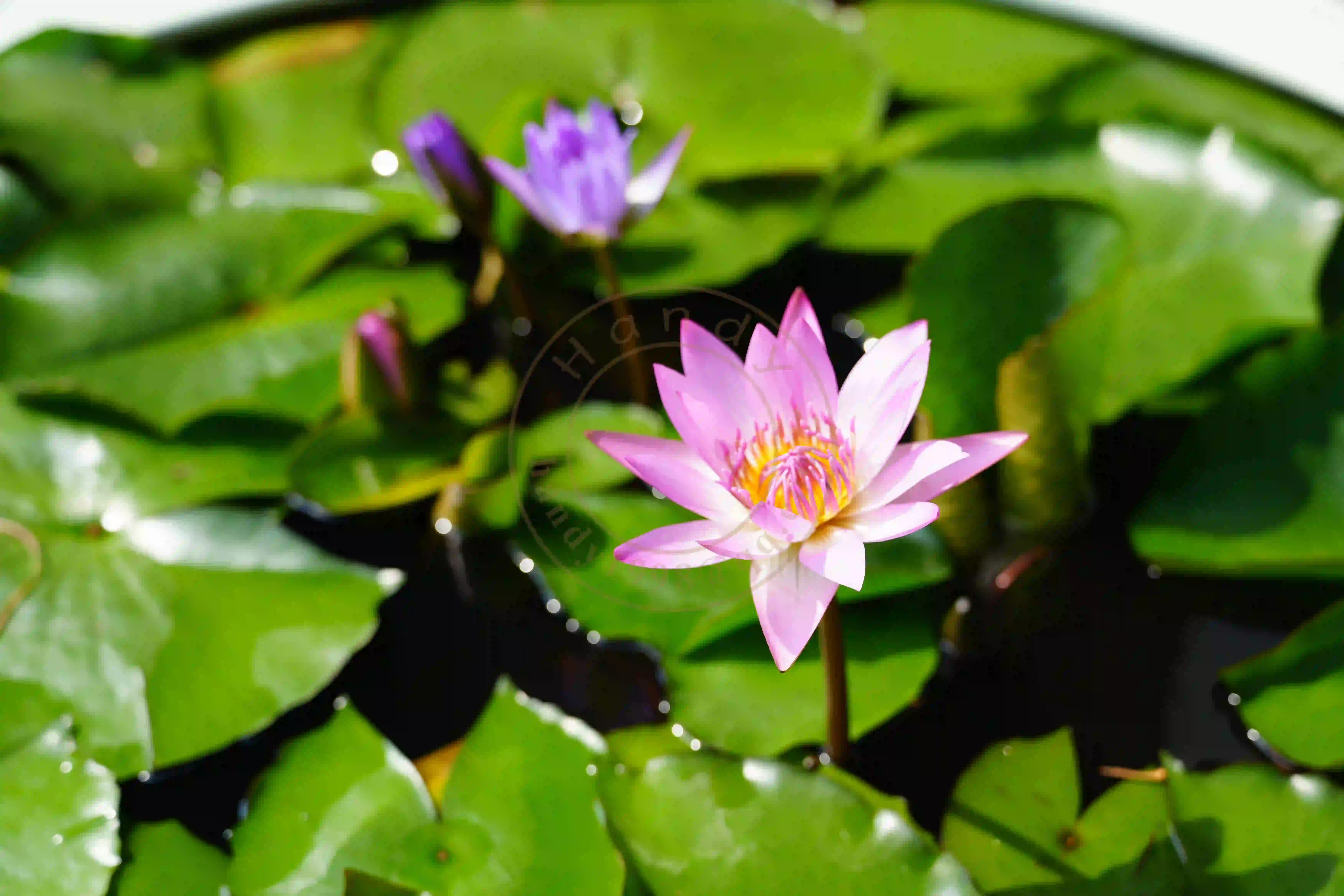 <h2 class='text-xl text-white'></h2>