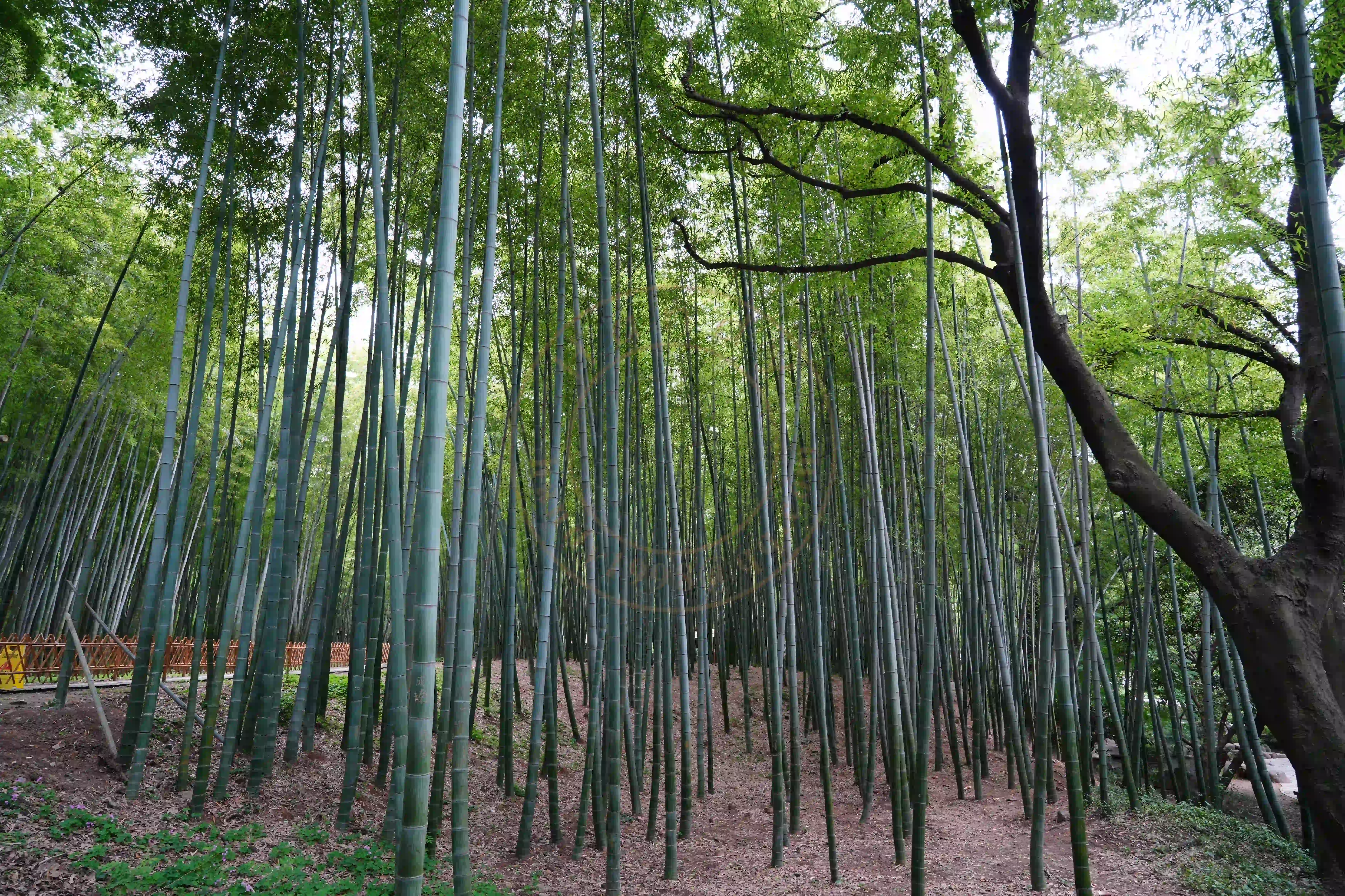 <h2 class='text-xl text-white'></h2>