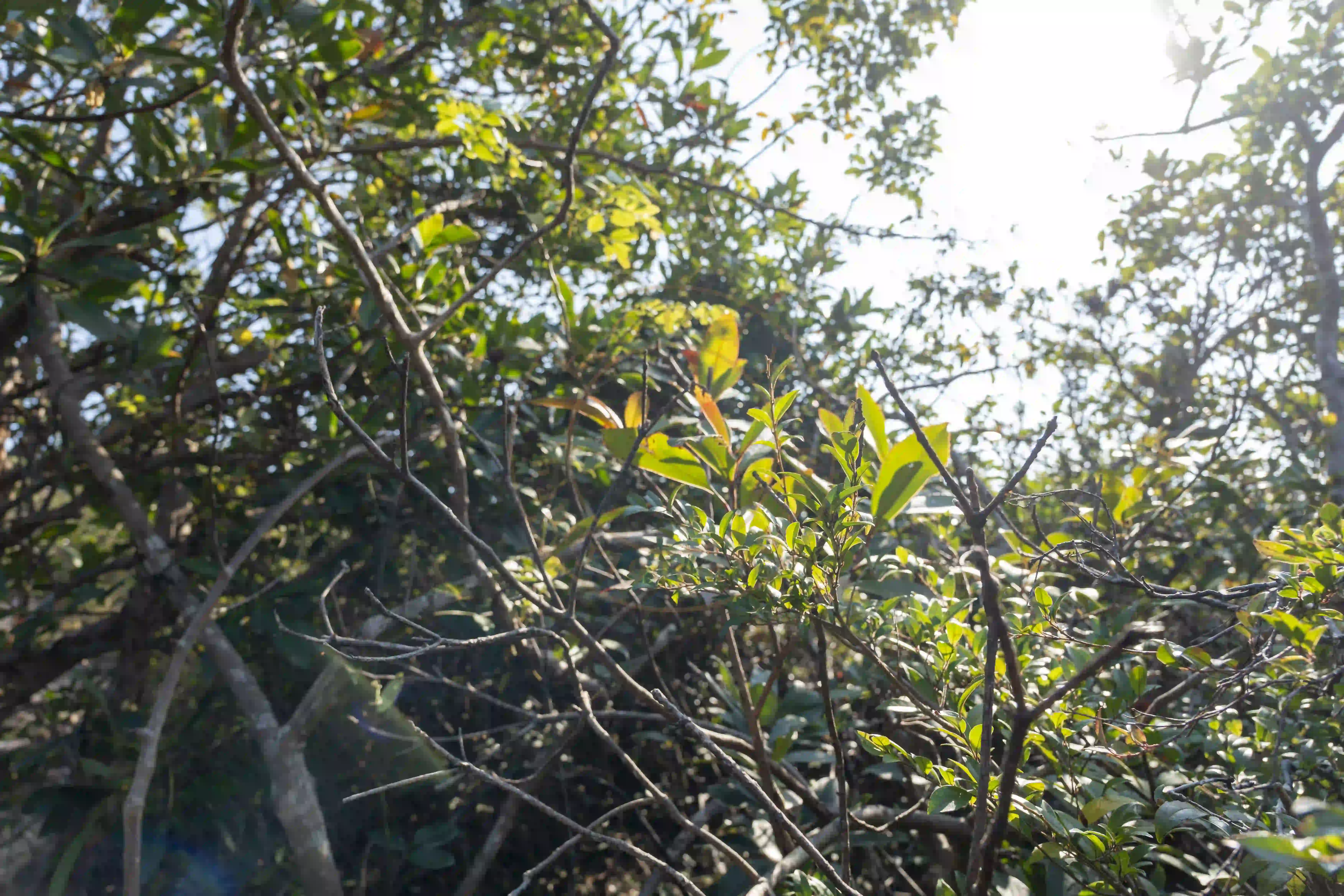 <h2 class='text-xl text-white'></h2>