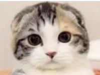 image-20201026174552169