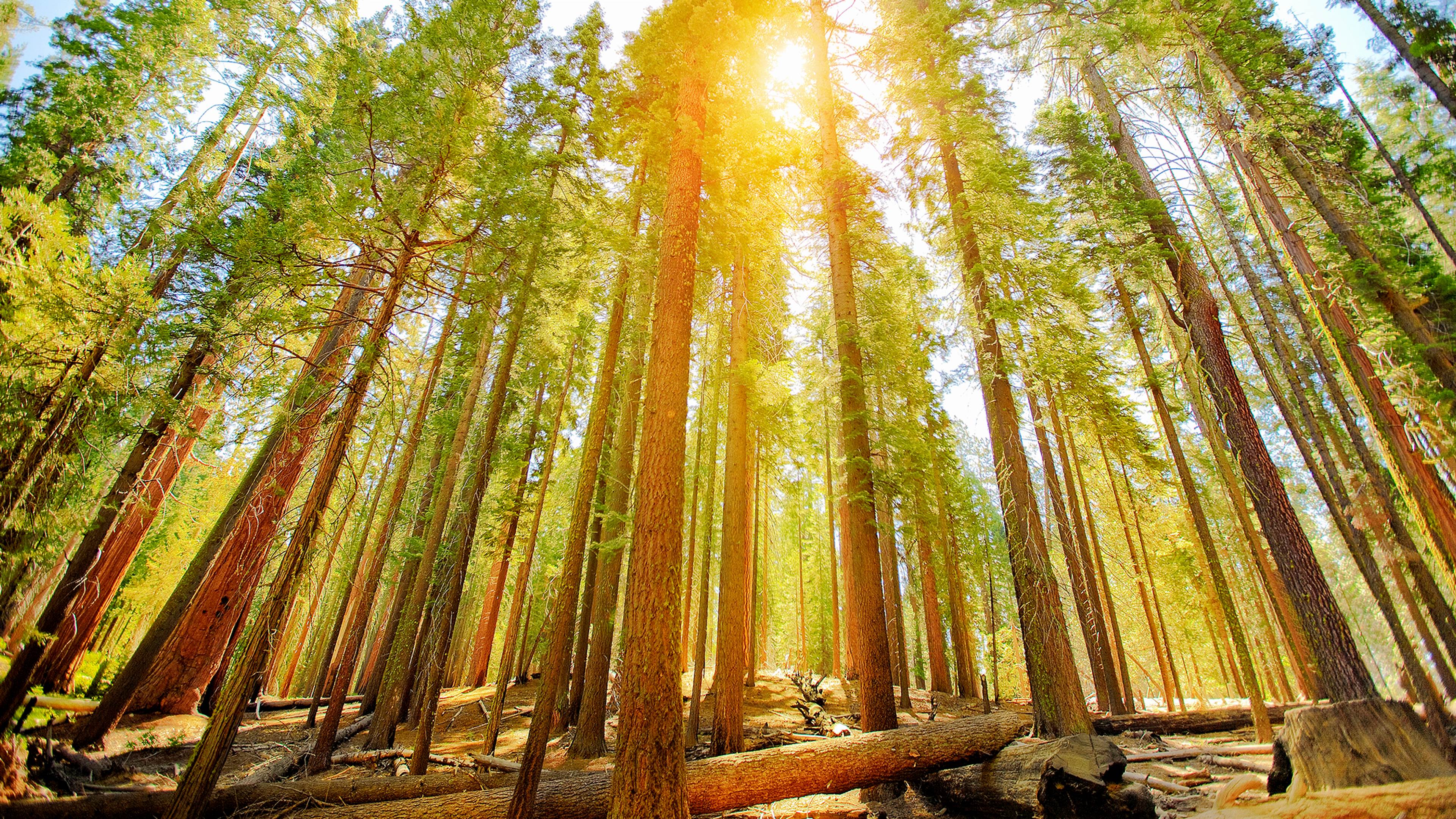 巨杉国家公园内的巨杉，美国加利福尼亚州 (© Yva Momatiuk and John Eastcott/Minden Pictures)