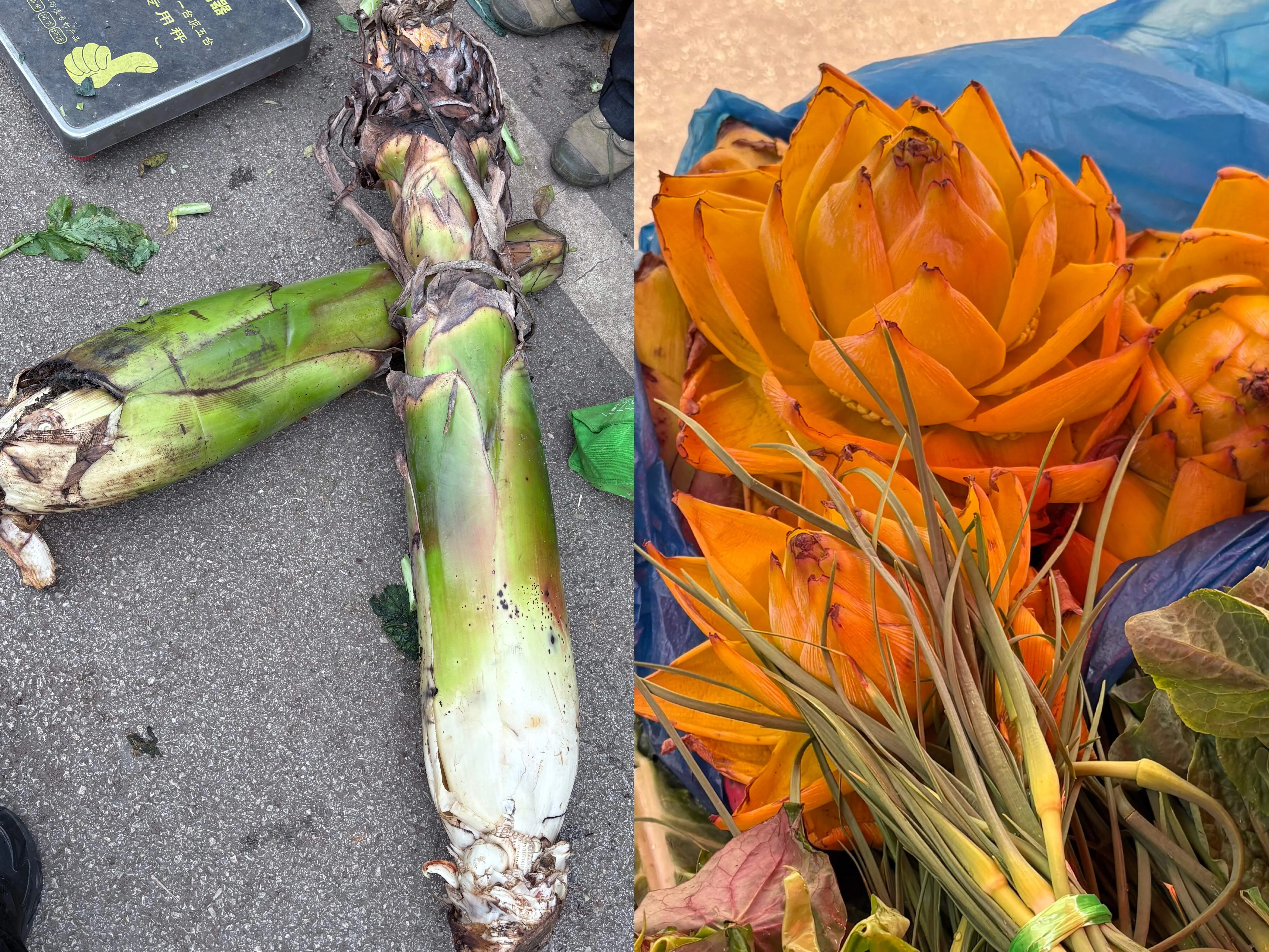 1-地涌金莲-IMG_7237