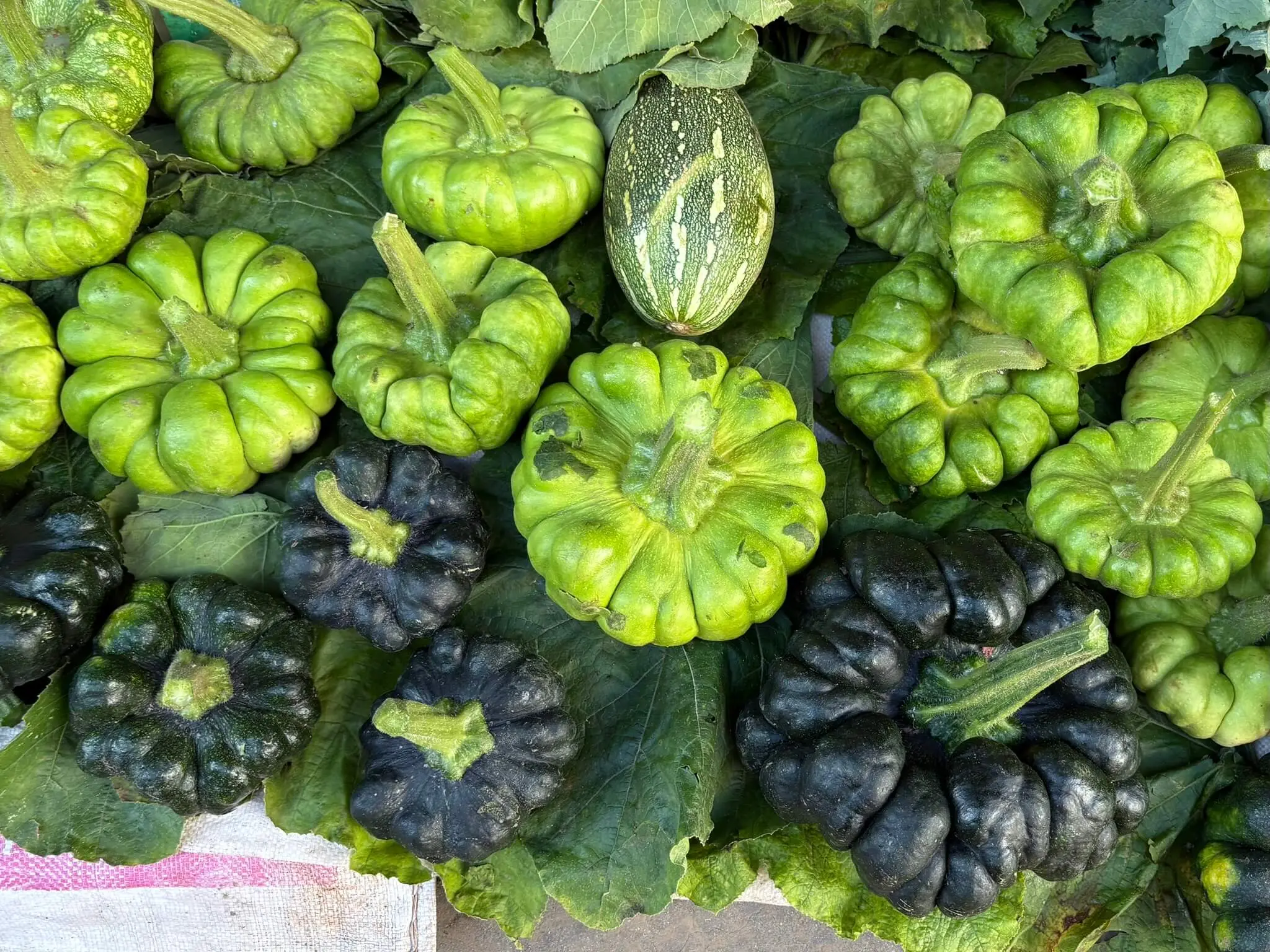 10-姜柄瓜-IMG_6211