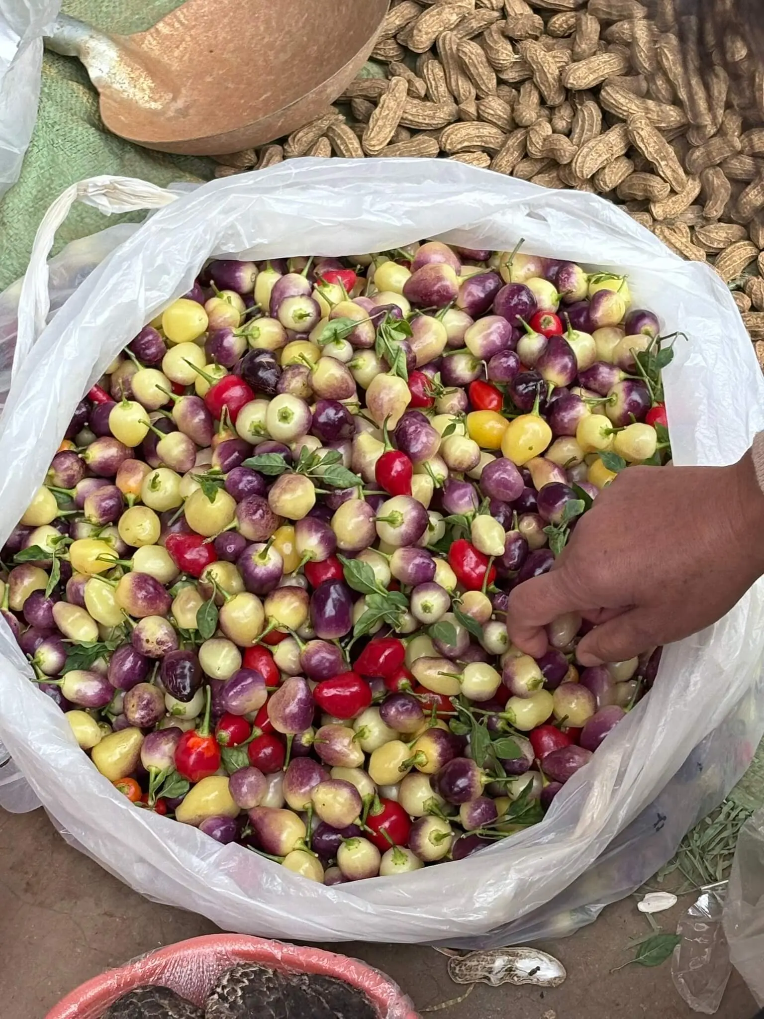 13-七彩椒-IMG_5386