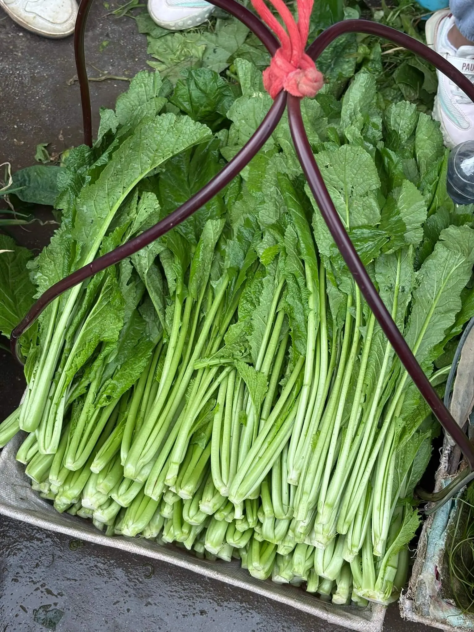 14-小苦菜-IMG_5389