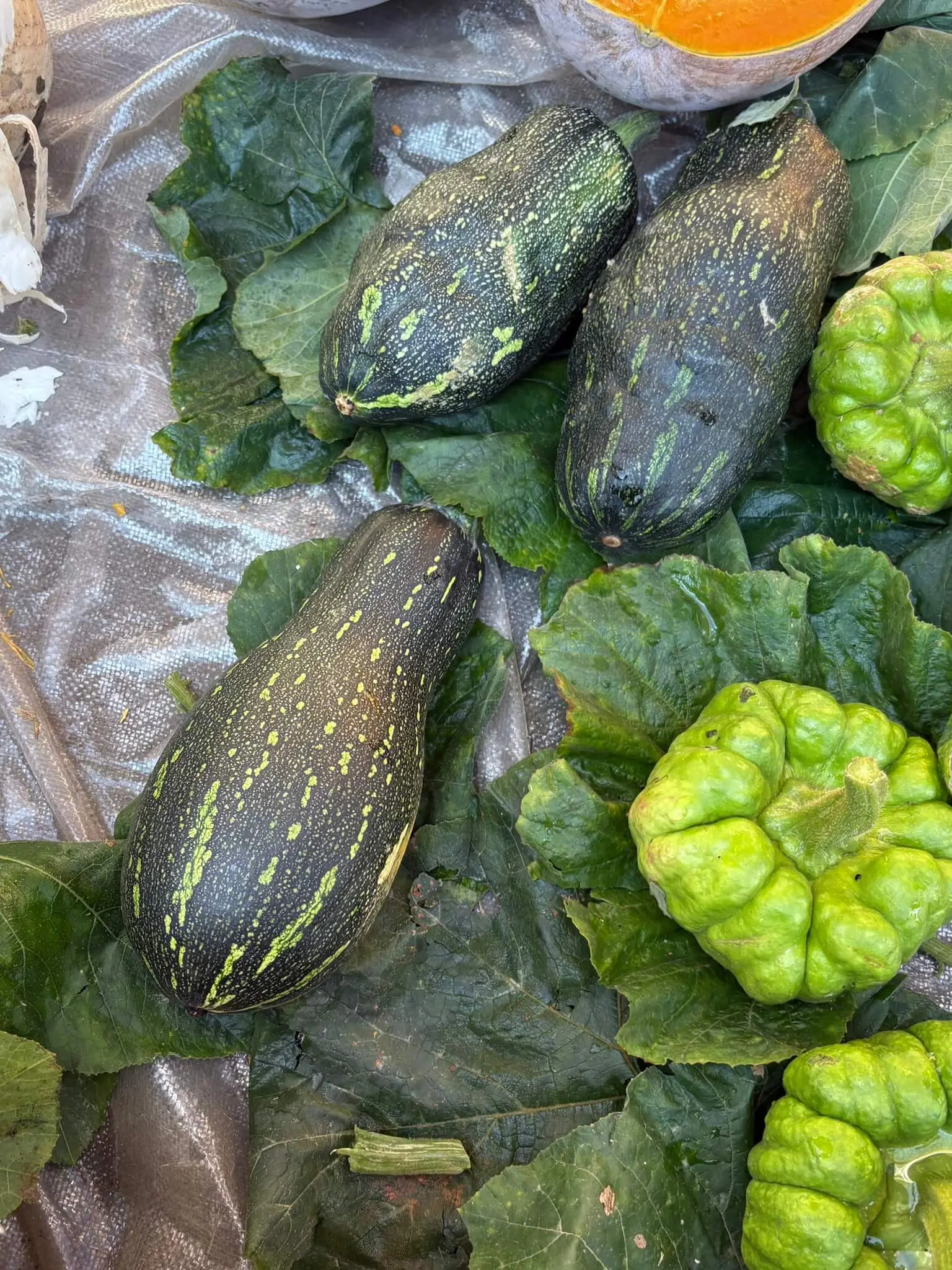 16-蜜本南瓜-IMG_6208