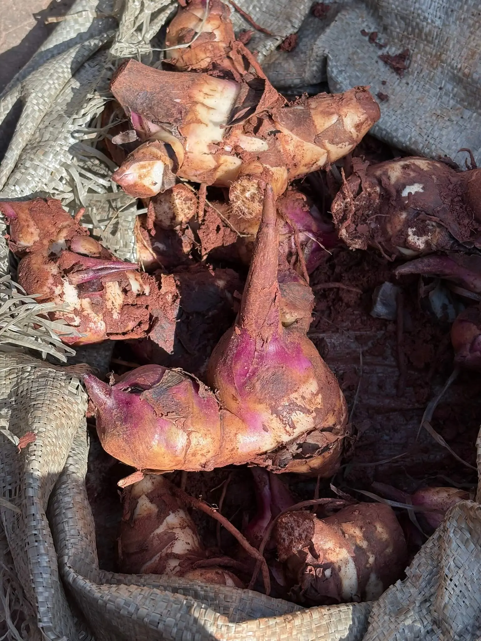 18-芭蕉芋-IMG_6422