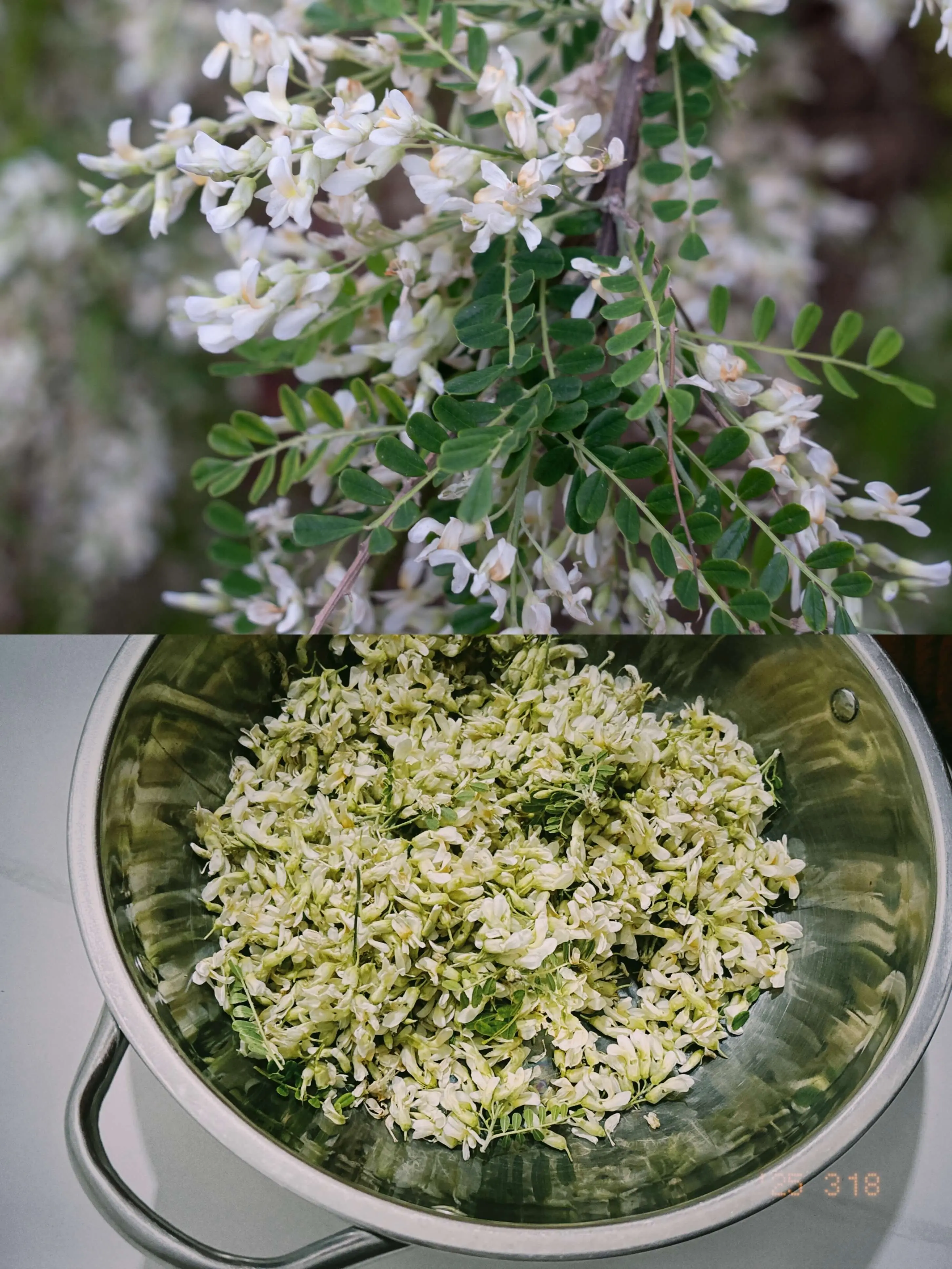 2-白刺花-IMG_7244