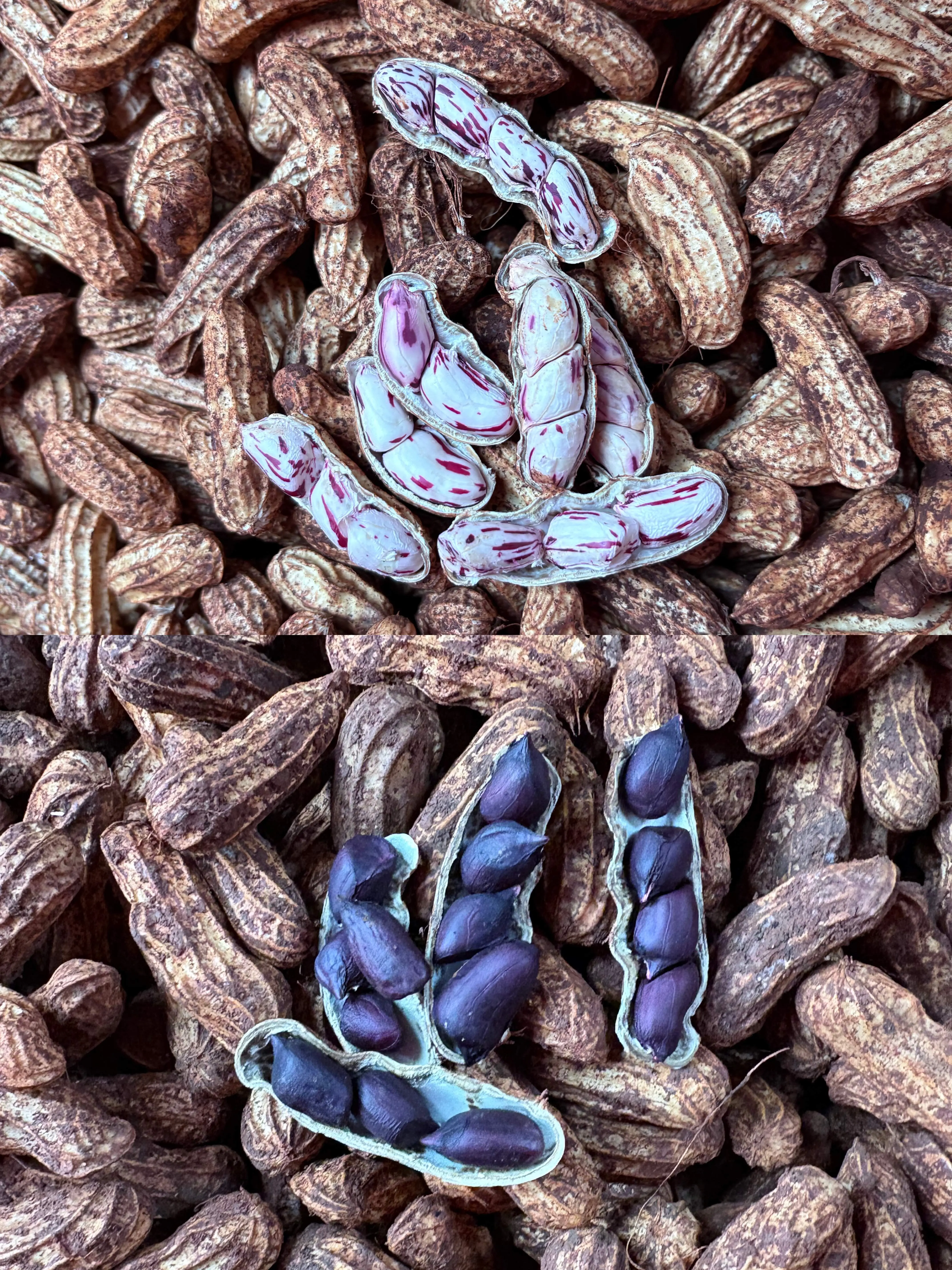 20-七彩花生-黑皮花生-IMG_7242