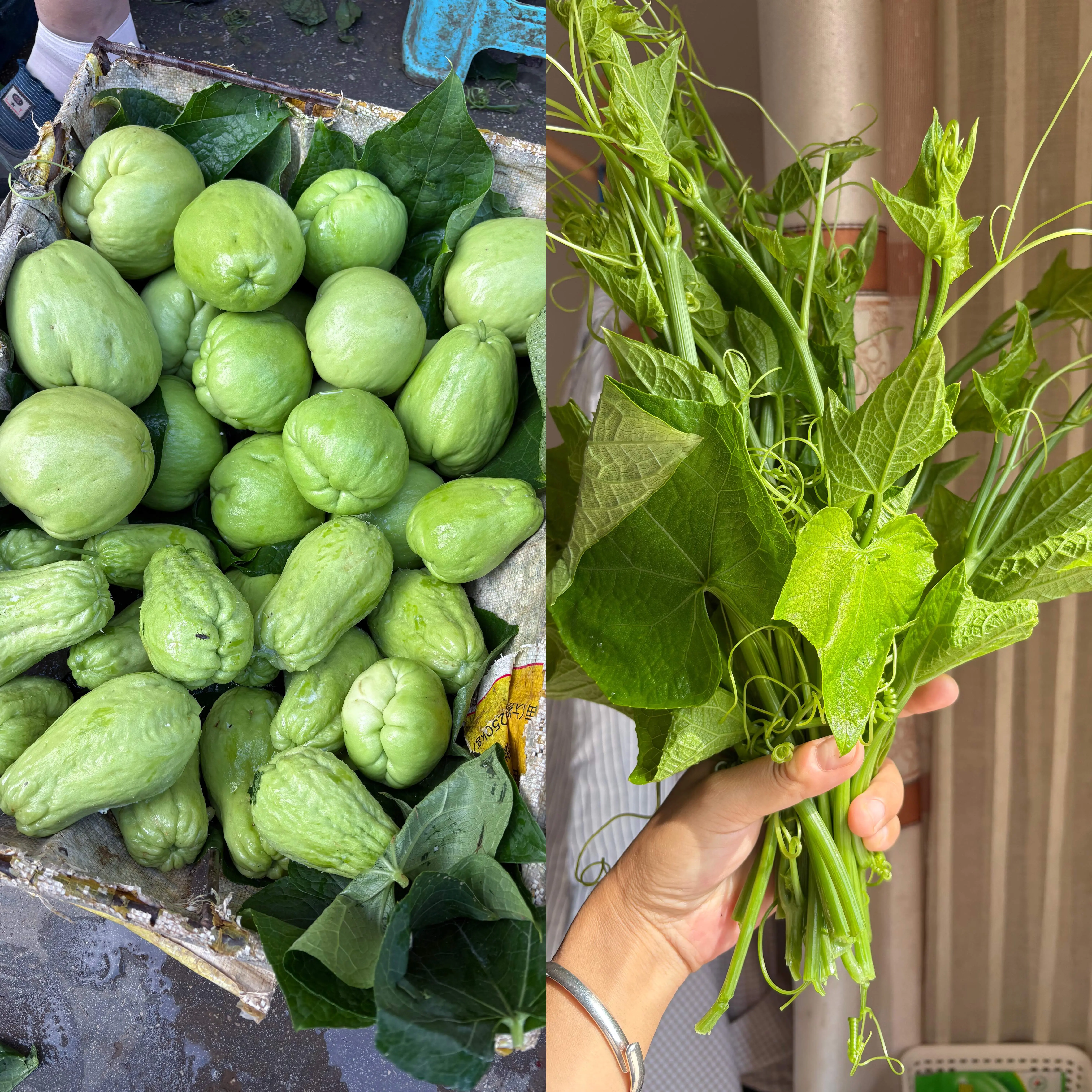 7-洋丝瓜-IMG_7238