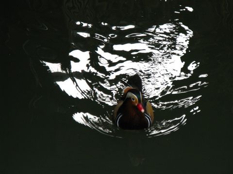 纸戒指(经典网文转帖) - Dale - Dales blog